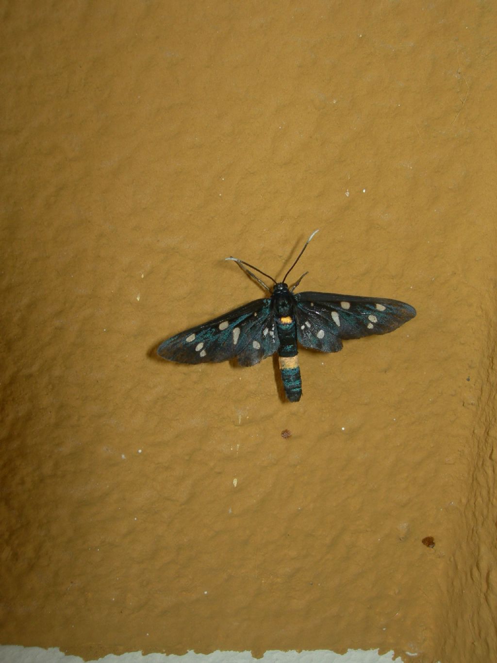 Amata phegea, Erebidae Arctiinae